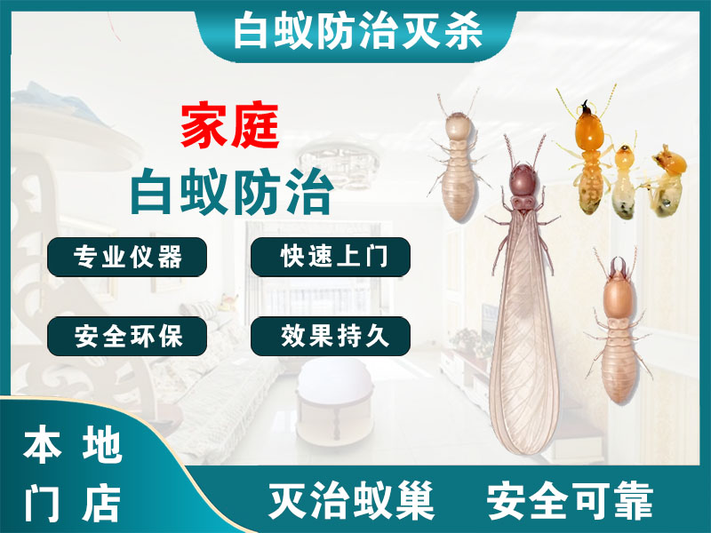 上海市家庭白蚁防治